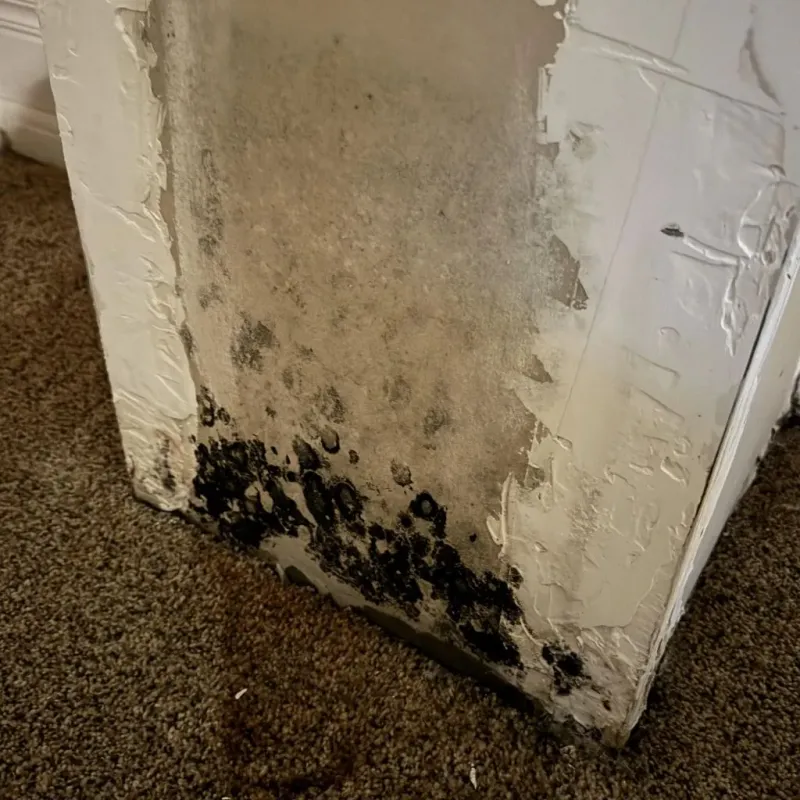 Professional Mold Removal in Woodville, CA